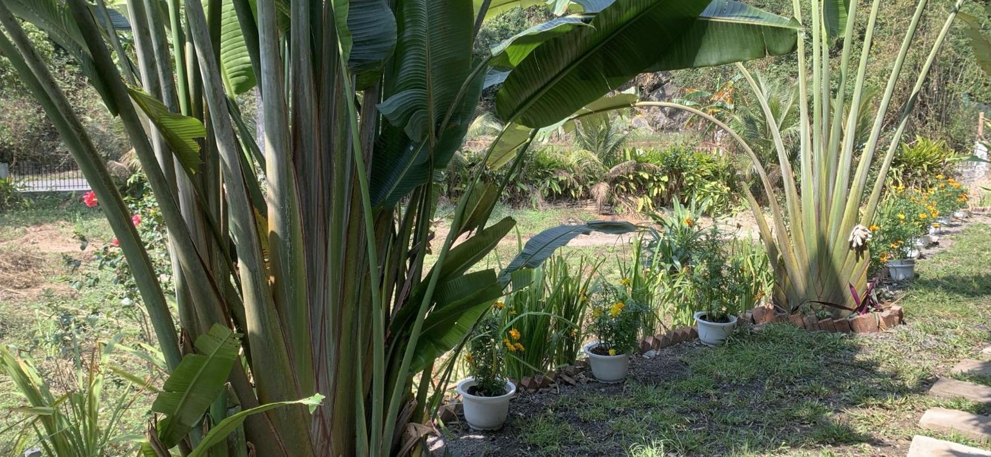Cat Ba Island Garden Homestay - Papillon Bagian luar foto